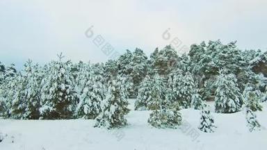 美丽的冬<strong>季</strong>景观与日落在森林中。 树<strong>生活</strong>方式圣诞节运动稳定。 冬<strong>季</strong>森林