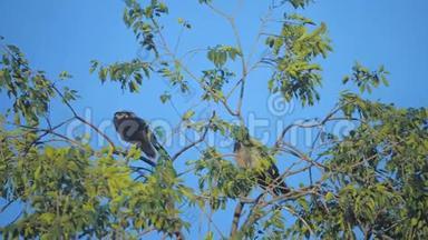 夏天，一群只乌鸦坐在一棵树上。 一群乌鸦。 一只黑鸟。 绿树。 鸟的生活方式乌鸦