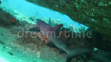 黑尖暗礁鲨鱼在水下游泳