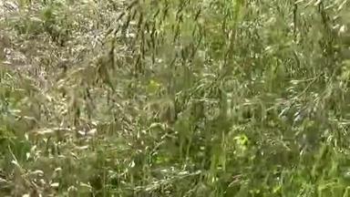 田野里的草。 录像镜头运动摄像机。