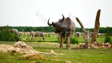 水牛的<strong>日常生活</strong>是游泳日光浴和吃草的农业或牲畜的概念。
