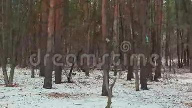 冬天的森林在雪地里