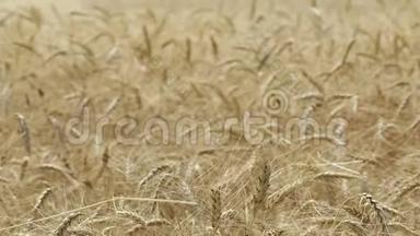 黄穗<strong>小麦</strong>在风中摇摆，<strong>小麦</strong>成熟穗的背景场，收获，<strong>小麦</strong>在田间生长，视频