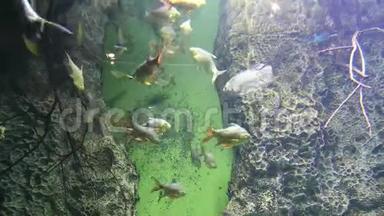 大型海洋鱼类，水下生物.