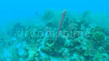 珊瑚生活<strong>加</strong>勒比海博内尔岛水下潜水1080P<strong>视频</strong>