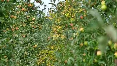 果园里有黄苹果的苹果树