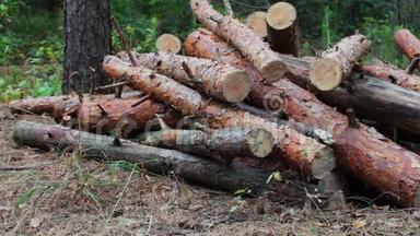 折叠的树在地上。 <strong>森林</strong>砍伐的问题.. 从被砍倒的树木中得到的巨大的原木躺在地上的<strong>森林</strong>里。 从