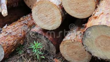 森林砍伐的问题.. 从被砍倒的树木中得到的巨大的原木躺在地上的森林里。 折叠的树在地上。 从