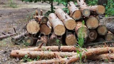 森林砍伐的问题.. 从被砍倒的树木中得到的巨大的原木躺在地上的森林里。 折叠的树在地上。 从