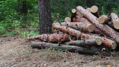 折叠的树在地上。 森林砍伐的问题.. 从被砍倒的树木中得到的巨大的原木躺在地上的森林里。 从