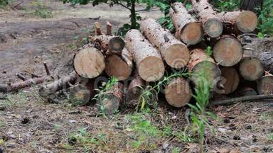森林砍伐的问题.. 从被砍倒的树木中得到的巨大的原木躺<strong>在地上</strong>的森林里。 折叠的树<strong>在地上</strong>。 从