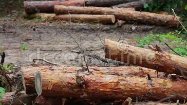 从被砍倒的树上砍下来的的原木躺在地上的森林里。 折叠的树在地上。 从刚倒下来的树上倒下来。 问题是