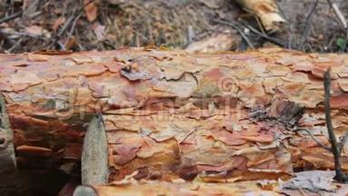 从被砍倒的树上砍下来的的原木躺在地上的森林里。 折叠的树在地上。 从刚倒下来的树上倒下来。 问题是