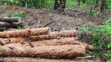 折叠的树在地上。 从刚倒下来的树上倒下来。 从被砍倒的树上砍下来的的原木躺在地上的森林里。 问题是