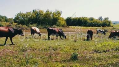 夏天，牛群在绿色草地上放牧
