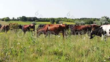 夏天，牛群在绿色草地上放牧