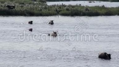 野牛在拉脱维亚英格兰湖游泳