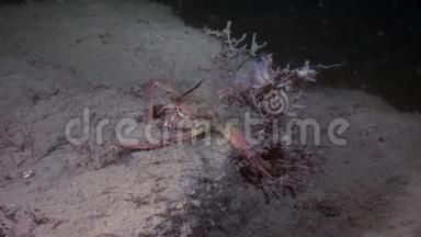 俄罗斯白海海底螃蟹海奥斯在水下寻找食物。