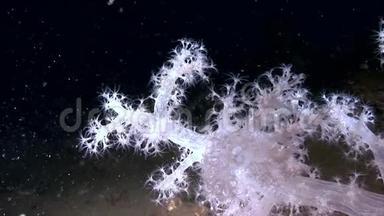 白海海底的白色<strong>绒</strong>毛软<strong>珊瑚</strong>。