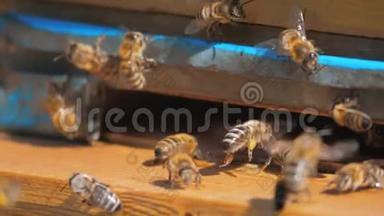 慢动作视频日记。 一群蜜蜂飞到蜂巢里收集花粉熊的生活方式蜂蜜。 养蜂概念