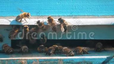 慢动作<strong>视频</strong>日记。 一群<strong>蜜蜂</strong>飞到蜂巢里收集花粉熊蜜。 养蜂概念