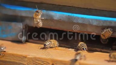慢动作视频日记。 一群蜜蜂飞入蜂巢收集花粉蜂蜜的生活方式。 养蜂概念