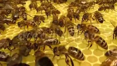 在蜂巢里工作的蜜蜂