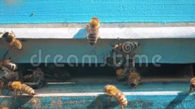 慢动作视频日记。 一群蜜蜂飞到蜂巢里收集花粉熊蜜。 养蜂概念