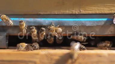 慢生活方式运动视频日记。 一群蜜蜂飞到蜂巢里收集花粉熊蜜。 养蜂概念