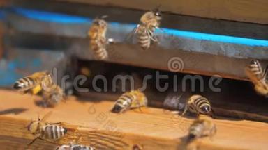 慢动作<strong>视频</strong>日记。 一群<strong>蜜蜂</strong>飞进蜂巢，收集花粉生活方式，蜂蜜。 养蜂概念