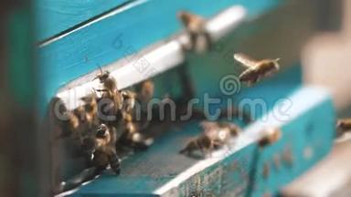 慢动作视频日记。 一群蜜蜂飞到蜂巢里收集花粉熊蜜。 生活方式养蜂概念