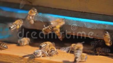 慢动作<strong>视频</strong>日记。 一群<strong>蜜蜂</strong>飞到蜂巢里收集花粉熊蜂蜜的生活方式。 养蜂概念