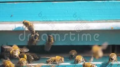 慢动作<strong>视频</strong>日记。 一群<strong>蜜蜂</strong>飞到蜂巢里收集花粉熊蜜。 养蜂概念
