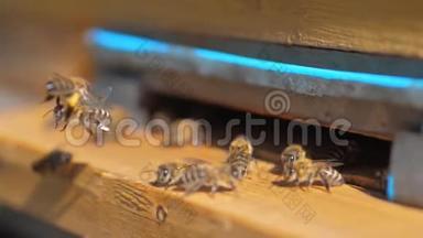 慢动作<strong>视频</strong>日记。 生活方式一群<strong>蜜蜂</strong>飞入蜂巢收集花粉熊蜂蜜。 养蜂概念