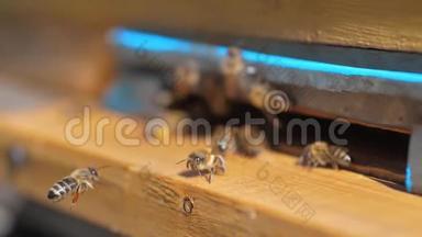 慢动作<strong>视频</strong>日记生活方式。 一群<strong>蜜蜂</strong>飞到蜂巢里收集花粉熊蜜。 养蜂概念