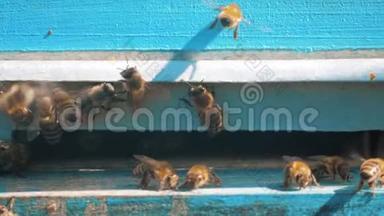慢动作视频日记。 一群蜜蜂飞到蜂巢里收集花粉熊蜜。 养蜂概念生活方式