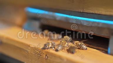 慢动作<strong>视频</strong>日记。 一群<strong>蜜蜂</strong>把生活方式飞到蜂巢里收集花粉熊蜂蜜。 养蜂概念