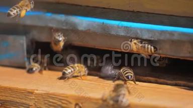 慢动作视频日记。 一群蜜蜂飞入蜂巢的生活方式收集花粉熊蜂蜜。 养蜂概念