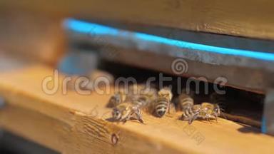 慢动作<strong>视频</strong>日记。 一群<strong>蜜蜂</strong>的生活方式飞入蜂巢收集花粉熊蜂蜜。 养蜂概念