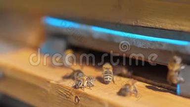 慢动作<strong>视频</strong>日记。 一群生活方式的<strong>蜜蜂</strong>飞到蜂巢里收集花粉熊蜂蜜。 养蜂概念