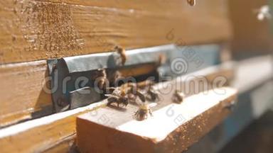 慢动作视频生活方式.. 一群蜜蜂飞到蜂巢里收集花粉熊蜜。 养蜂概念
