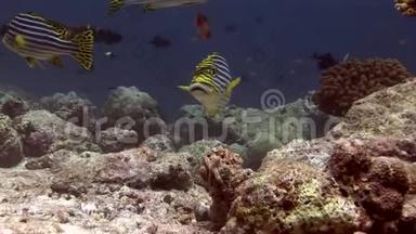 马尔代夫海底背景珊瑚上的条纹鱼群。