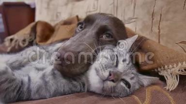 猫和狗睡在一起的滑稽视频。 猫和狗在室内的友谊