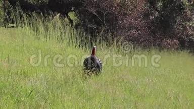 加州夏洛牧场区域公园-野生火鸡