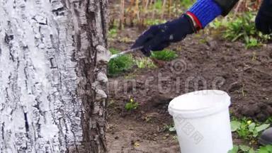园艺师在花园里用粉笔粉刷树木树干，在春天爱护树木