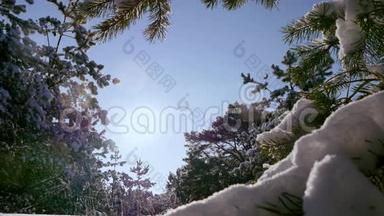 冬日的阳光<strong>冲破</strong>白雪覆盖的杉树枝