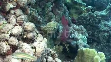 红海珊瑚水下景观中的鱼群。