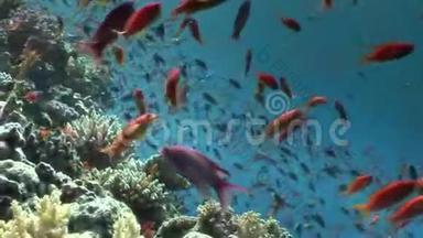 红海海底背景珊瑚鱼群。