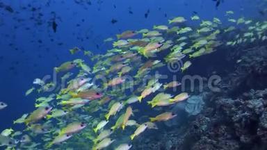 马尔代夫洁净<strong>清水背景</strong>下的黄条鱼流派。