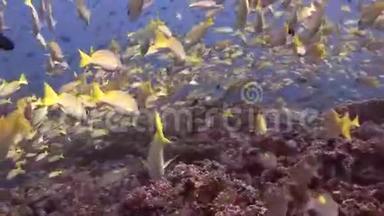 马尔代夫洁净<strong>清水背景</strong>下的黄条鱼流派。